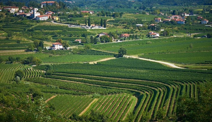Fietsen door Sloveense wijngarden