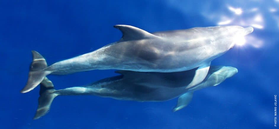 vakantie met kinderen kroatie holiday with children croatia dolfijn dolphin